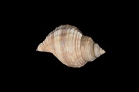 藏品(鶉法螺)的圖片